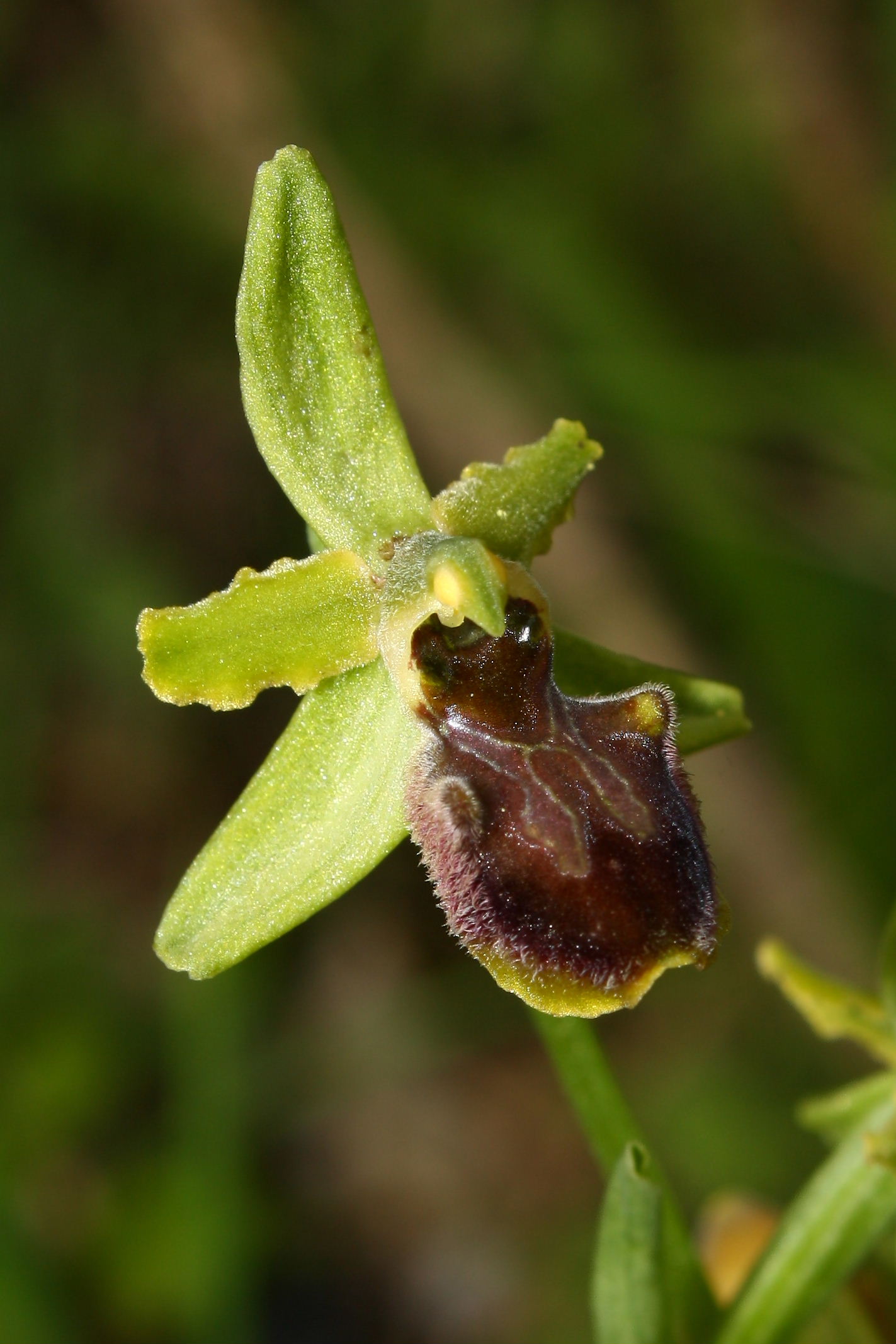 Ophrys sphegodes da determinare-1